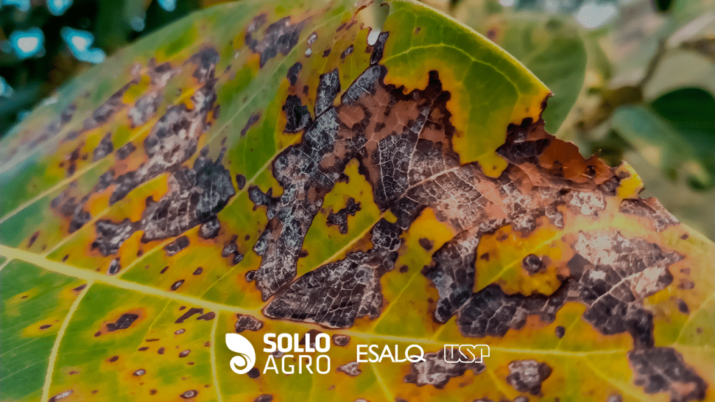 O que são as doenças de plantas Imagem do conteudo SolloAgro