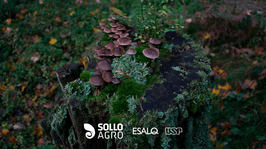 Simbiose Micorrizas e Rizóbios para uma Agricultura Sustentável Imagem do conteudo SolloAgro