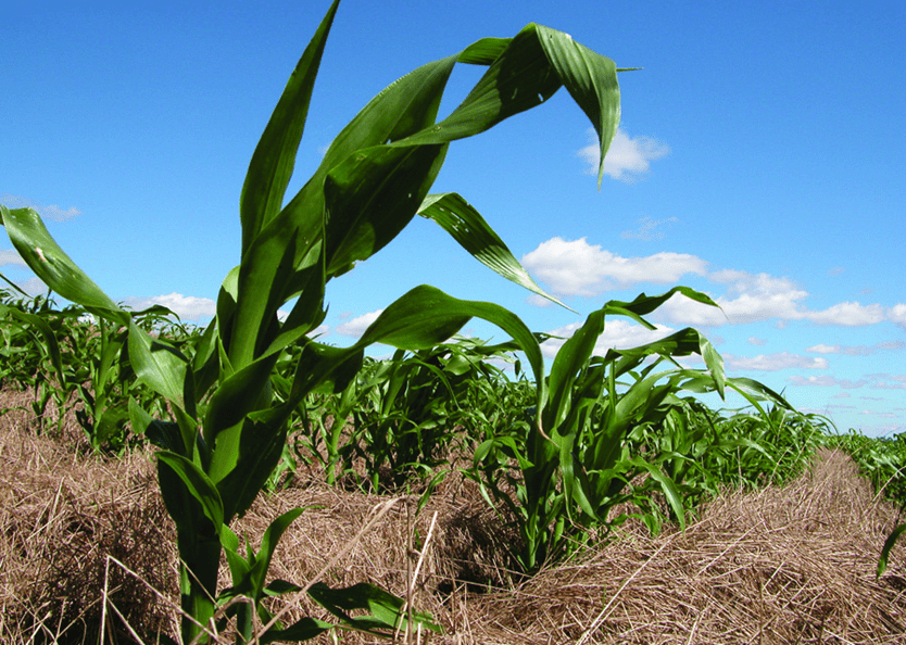 Agricultura Regenerativa como Estratégia para o Sequestro de Carbono
