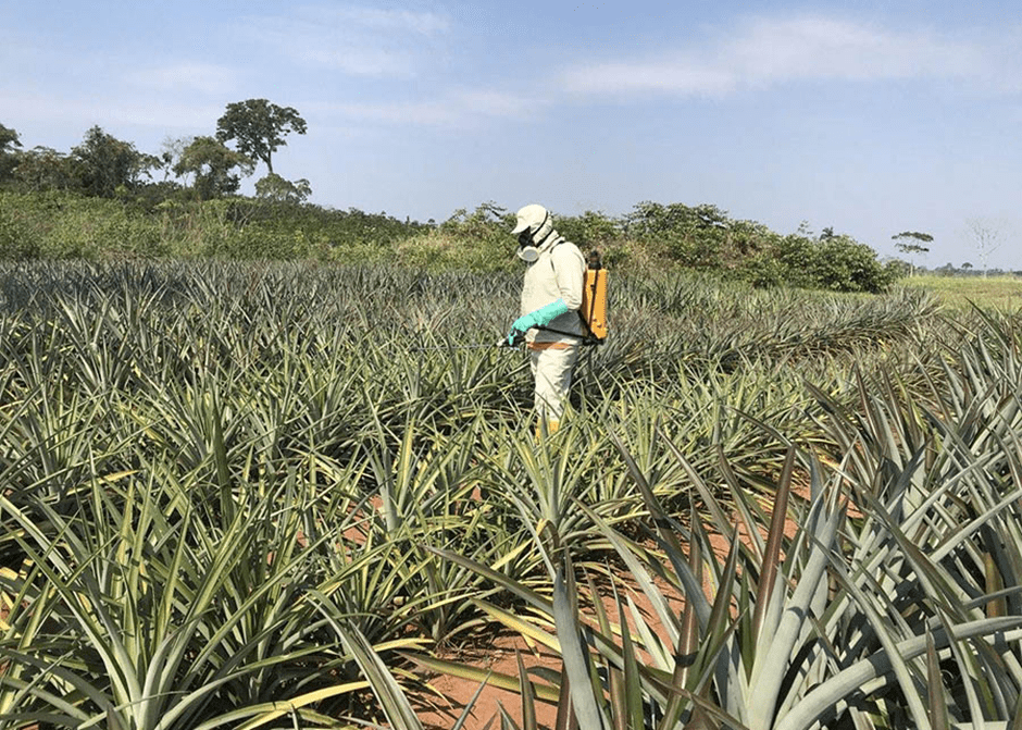 Uso de óleos essenciais na agricultura