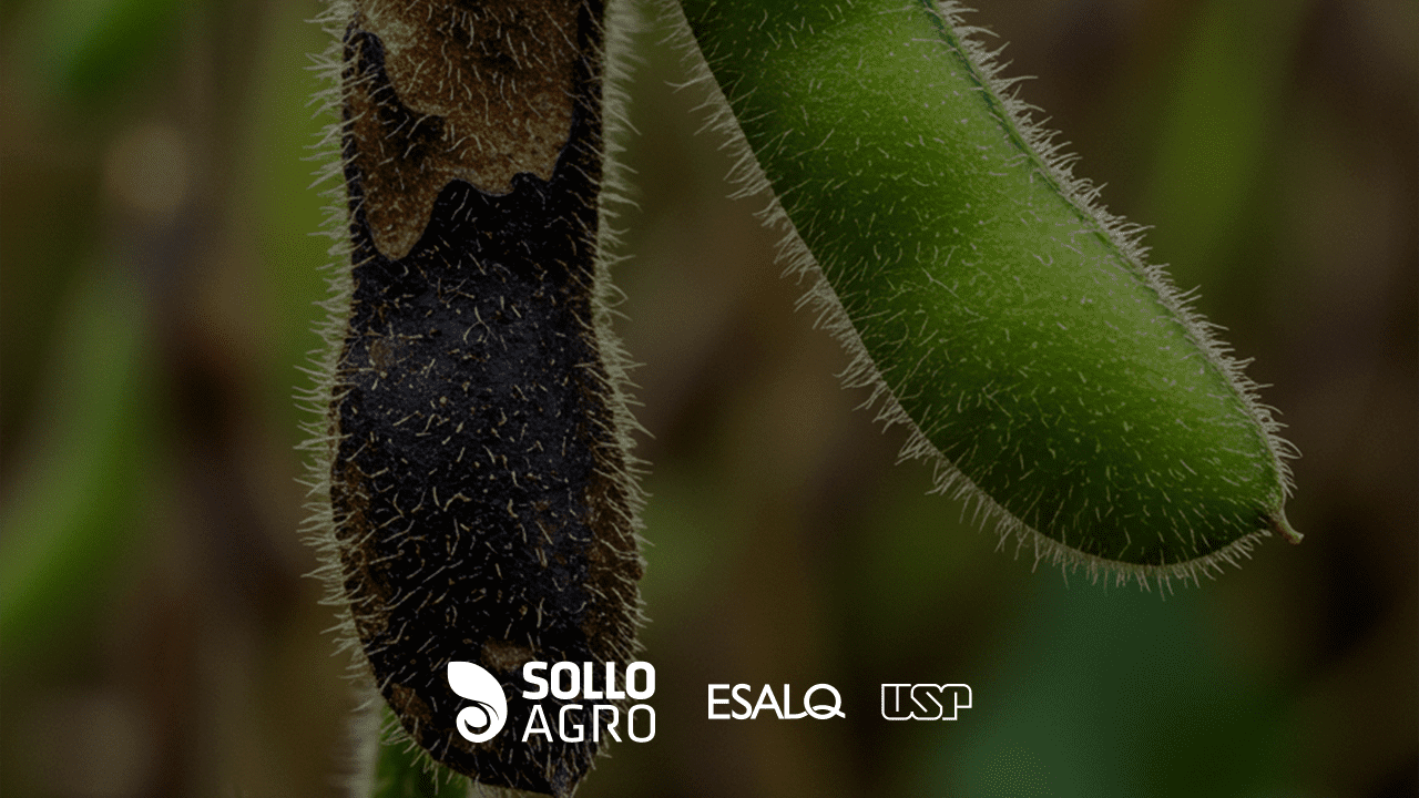 Analise_histologica_de_plantas_com_anomalia_da_soja Imagem do artigo do Blog SolloAgro
