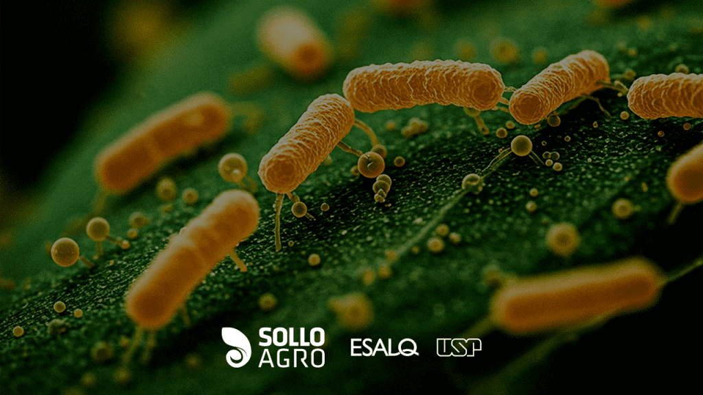 Bioinsumos_e_rentabilidade__Vale_a_pena_usar Imagem do conteudo SolloAgro