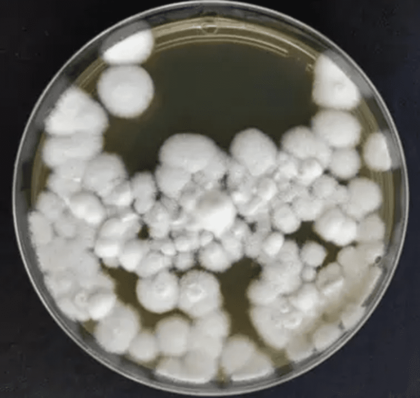 Bioinsumos e rentabilidade: Vale a pena usar?
