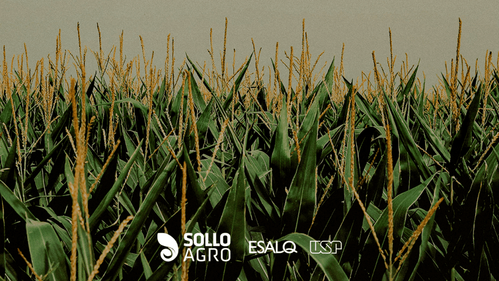 Milho_da_domesticacao_a_producao_global Imagem do conteudo SolloAgro