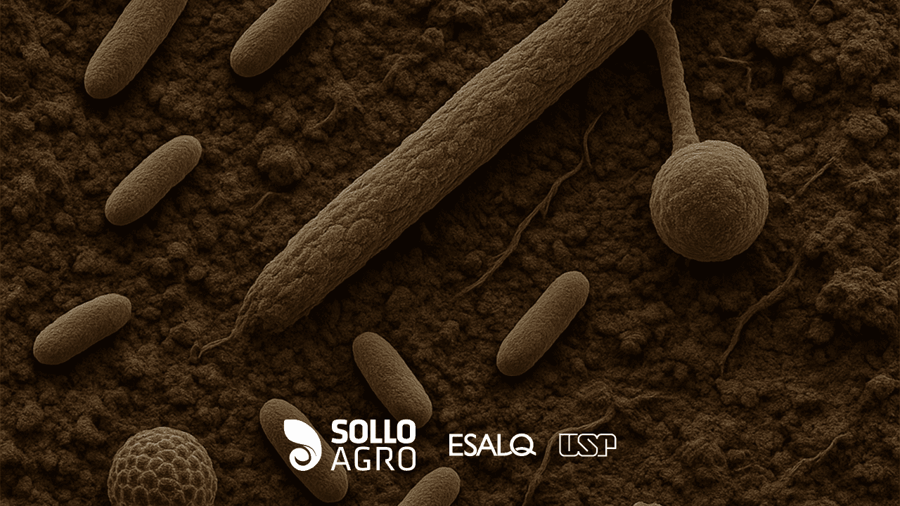 Rede_biologica_quem_vive_sob_o_solo Imagem do artigo do Blog SolloAgro