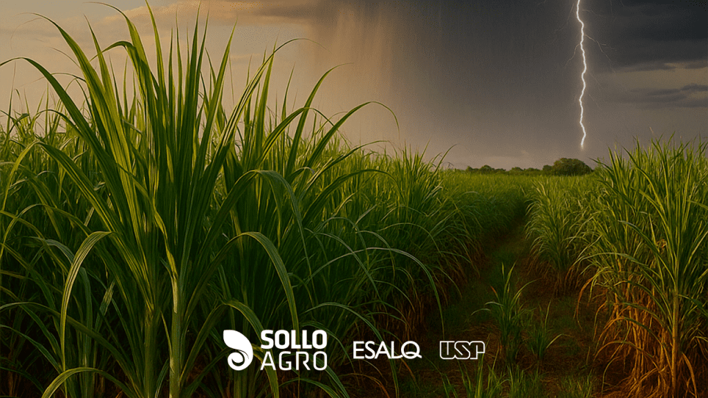 Influencia_do_clima_na_cultura_da_cana-de-acucar Imagem do conteudo SolloAgro