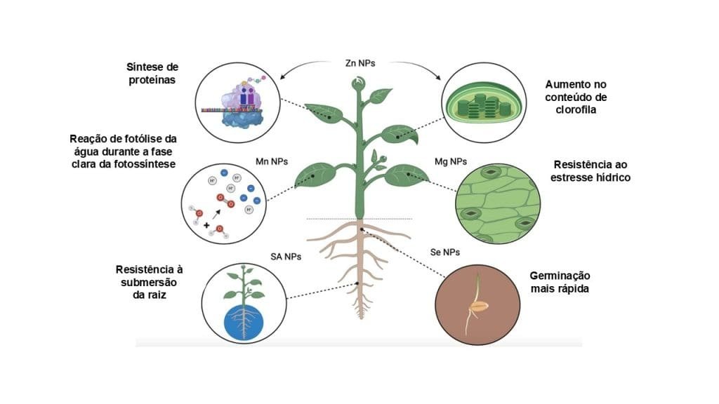 Aplicação de nanotecnologia na agricultura