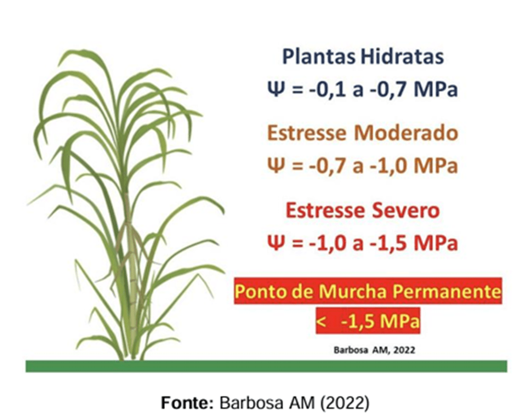 Influência do clima na cultura da cana-de-açúcar