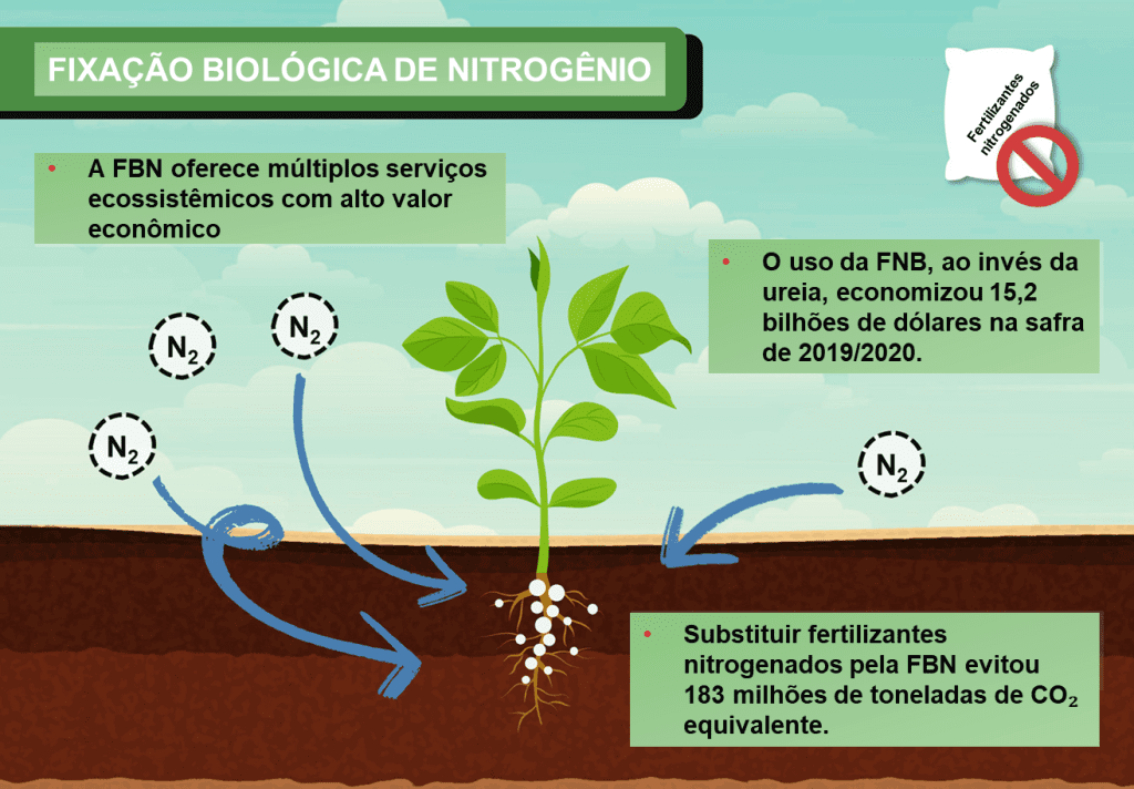 Fixação biológica de nitrogênio: a tecnologia invisível que faz o Brasil economizar bilhões de dólares