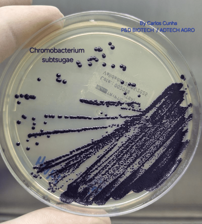 Chromobacterium: microrganismo multifuncional para bioinsumos agrícolas